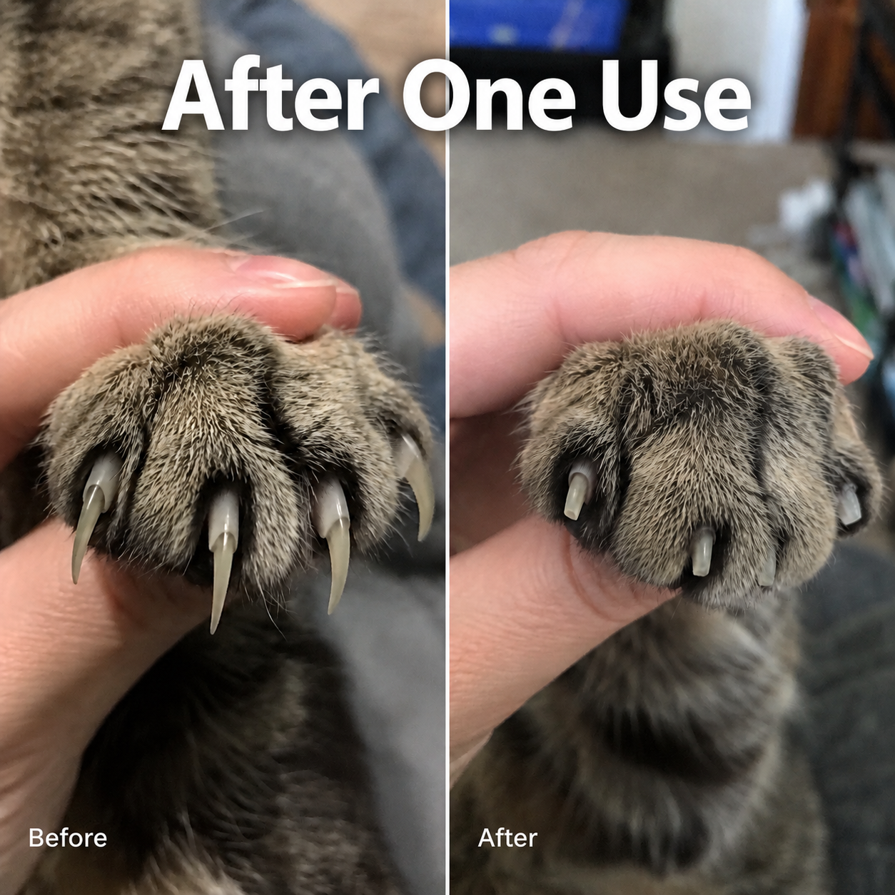 The KittyPedi